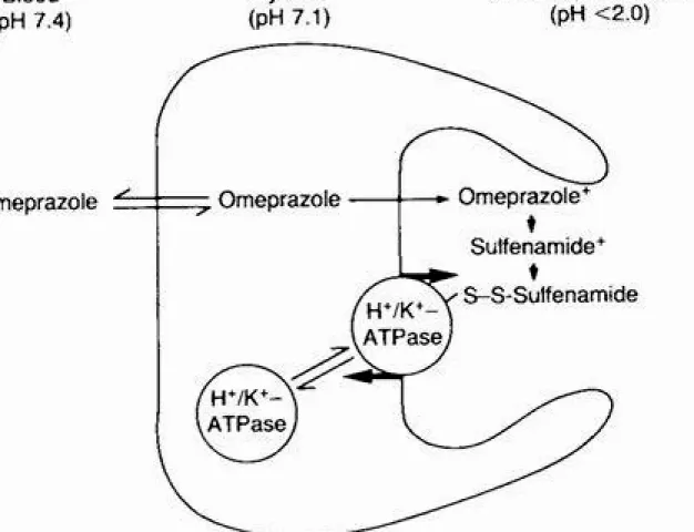Illustration of how omeprazole blocks the hydrogen-potassium ATPase enzyme in stomach parietal cells, showing inhibition of acid production.