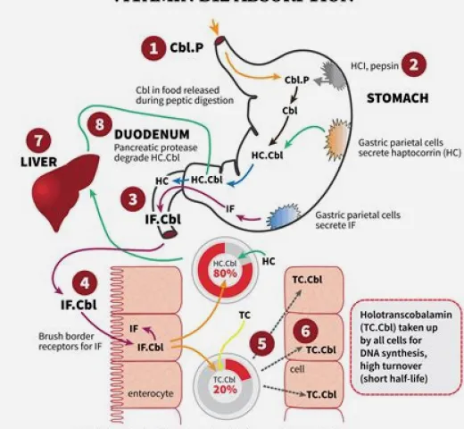 Diagram showing how stomach acid helps release vitamin B12 from food for absorption