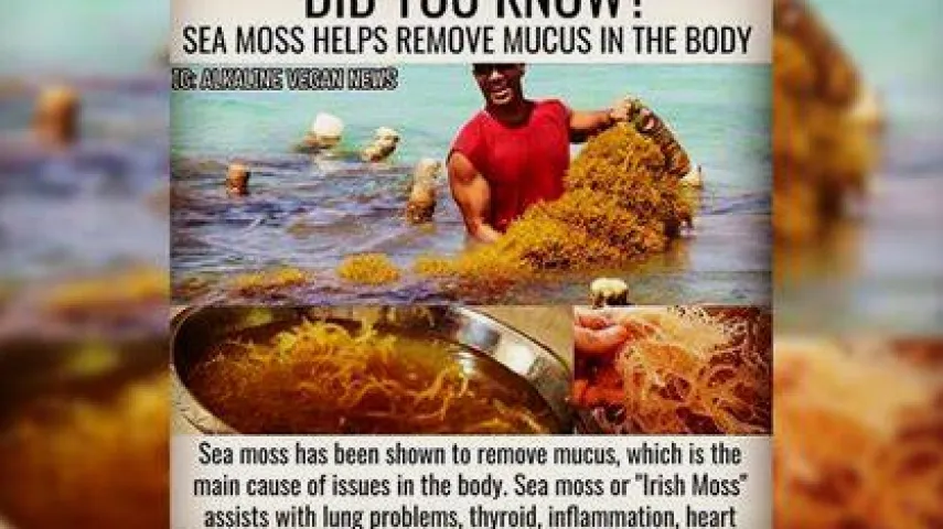 Is Sea Moss Good for You? Evidence, Benefits, and Risks
